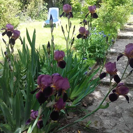 De Charme Floreales Les Myosotis