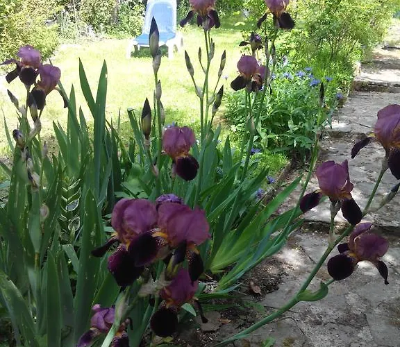 De Charme Floreales Les Myosotis